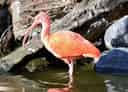 ショウジョウトキの写真 5